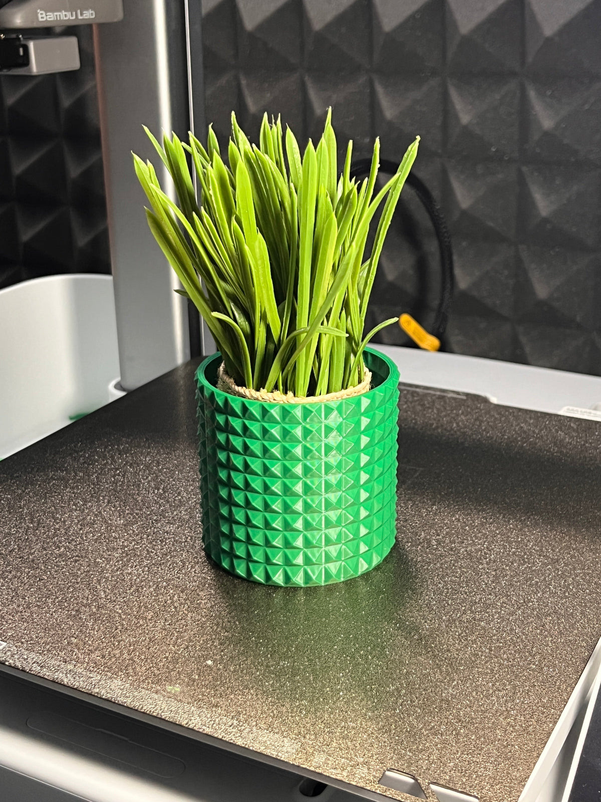 Vaso stampato in 3D con pianta, vista frontale